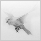 White canary in flight White canary in flight.