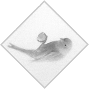 White canary on back.